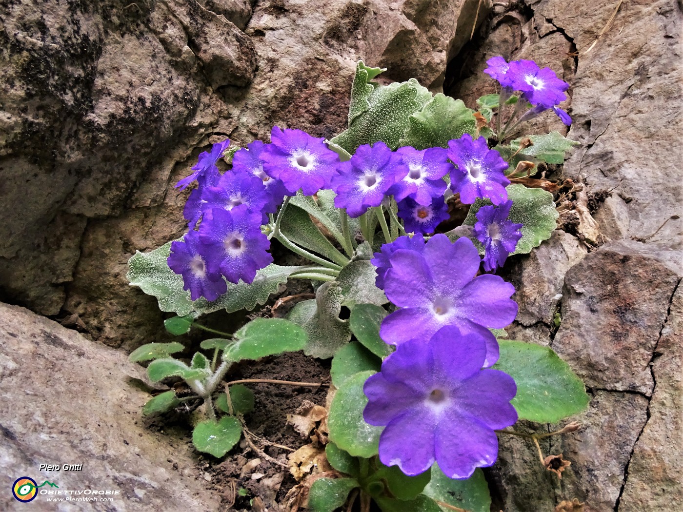 07 Primula albenensis alla S-cepa dol geru in Val Gerona (1220 m).JPG